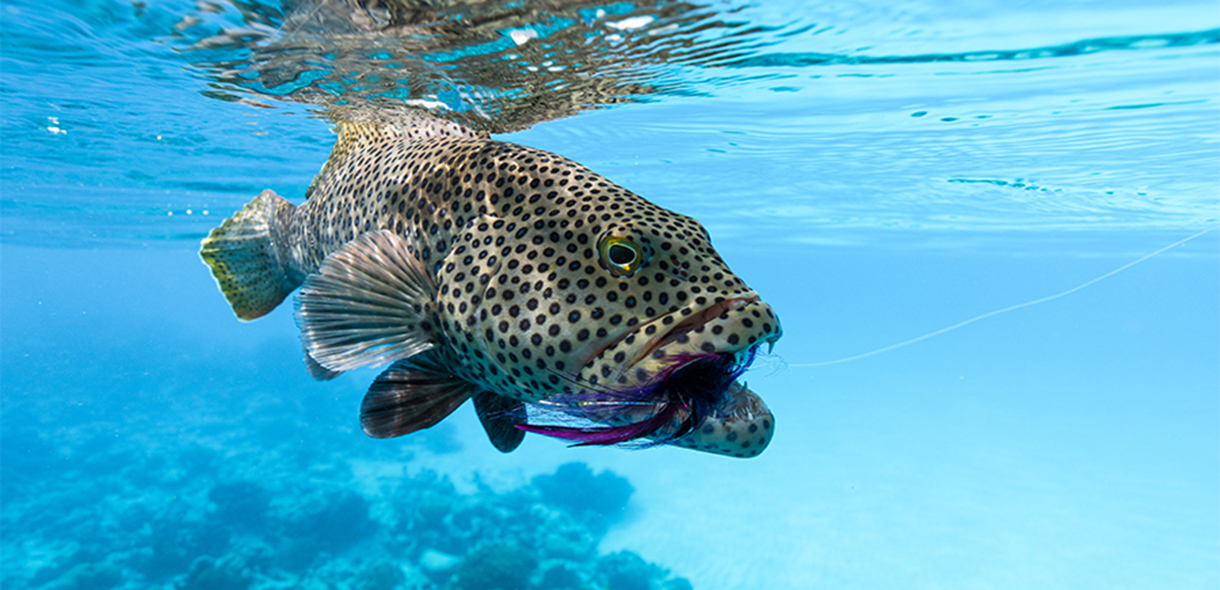 F3T Fly Fishing Film Tour