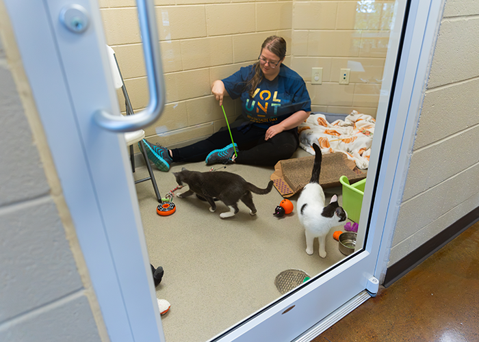 A student volunteer plays with two kittens using a string toy.
