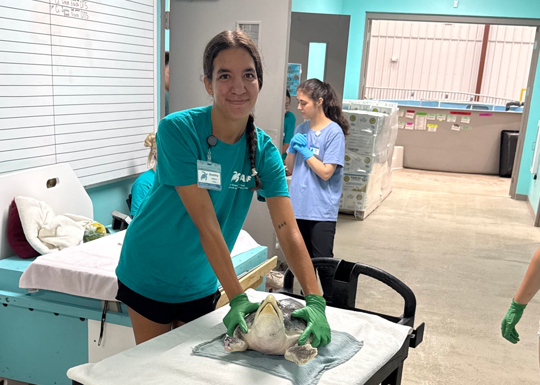 Lepera poses with a sea turtle patient that is laying on a wheeled table.