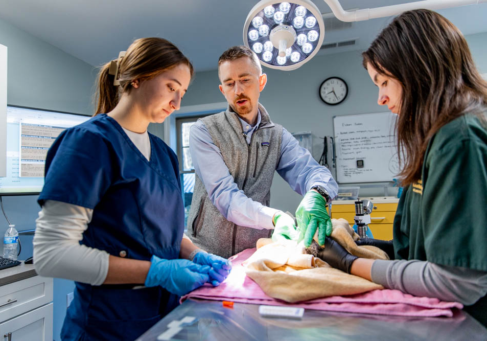 Two students and a professor examine an animal patient on a table in the May Wildlife Rehabilitation Center.