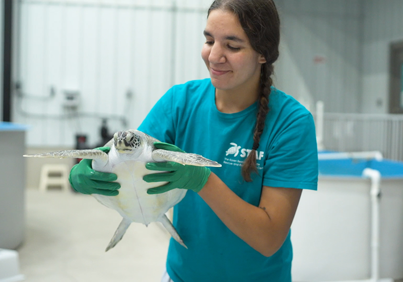 Destiny Lepera wears gloves and holds up a sea turtle.