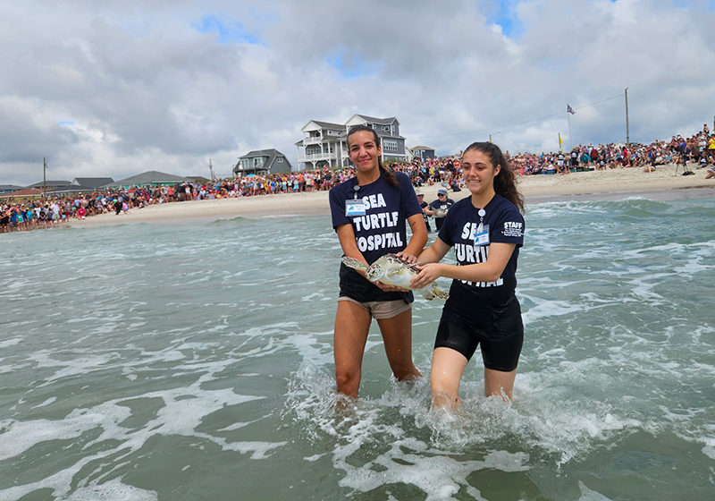 Destiny Lepera and another volunteer walk into the ocean carrying a sea turlte.